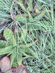 Aloe greatheadii davyana