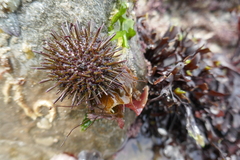 Psammechinus miliaris