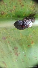 Discocephalinae