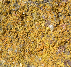 Xanthocarpia feracissima