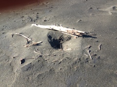 Charadrius obscurus aquilonius