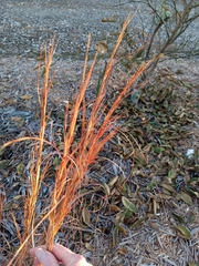 Andropogon virginicus