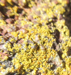 Xanthocarpia feracissima