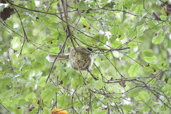 Rhipidura fuliginosa fuliginosa