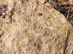 Hesperochernes mirabilis