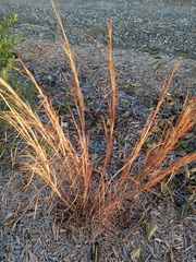 Andropogon virginicus