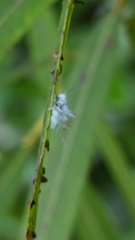 Pseudococcidae
