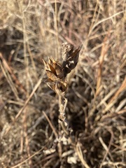 Penstemon cobaea