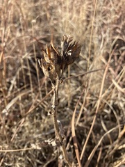Penstemon cobaea