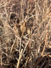 Penstemon cobaea