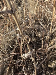 Penstemon cobaea