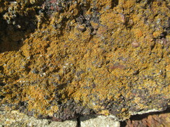Xanthocarpia feracissima