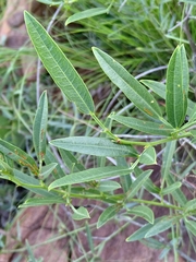 Sphenostylis angustifolia