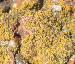 Xanthocarpia feracissima