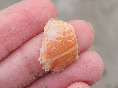 Persephona aquilonaris