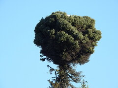 Chrysomyxa arctostaphyli