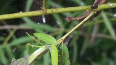 Pseudococcidae
