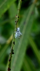 Pseudococcidae