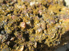 Xanthocarpia feracissima