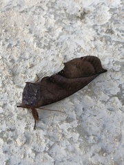 Eudocima aurantia