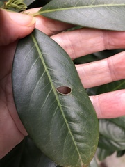 Wilsonomyces carpophilus