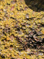 Xanthocarpia feracissima