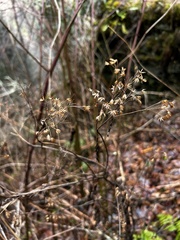 Campanula divaricata