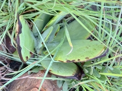 Kalanchoe thyrsiflora