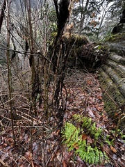 Campanula divaricata