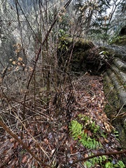 Campanula divaricata