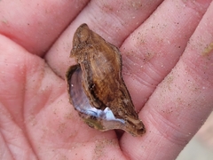 Pteria colymbus