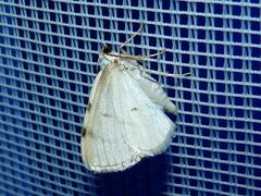 Lomographa bimaculata