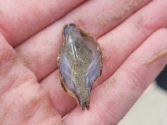 Pteria colymbus