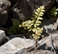 Cheilanthes viridis