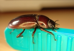 Prosopocoilus torresensis