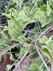 Vangueria parvifolia
