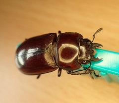 Prosopocoilus torresensis