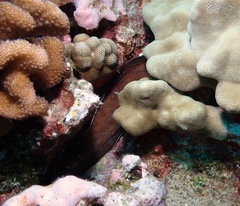 Brotula multibarbata