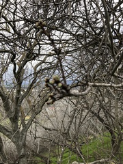 Prunus amygdalus