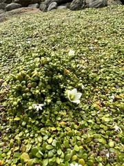 Gentianella saxosa