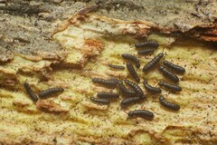 Anurophorus