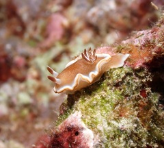 Glossodoris rufomarginata