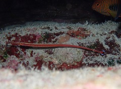 Dunckerocampus baldwini