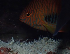 Centropyge potteri