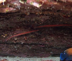 Dunckerocampus baldwini