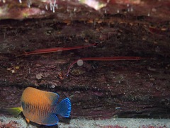 Dunckerocampus baldwini