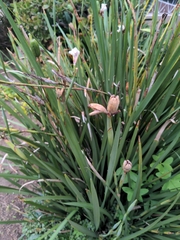 Dietes grandiflora