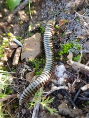 Ommatoiulus lusitanus