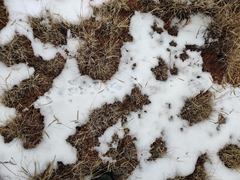 Lagomorpha