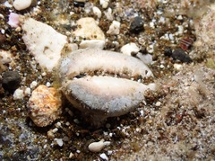 Monetaria caputophidii